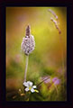 Plants: image 7 0f 7 thumb